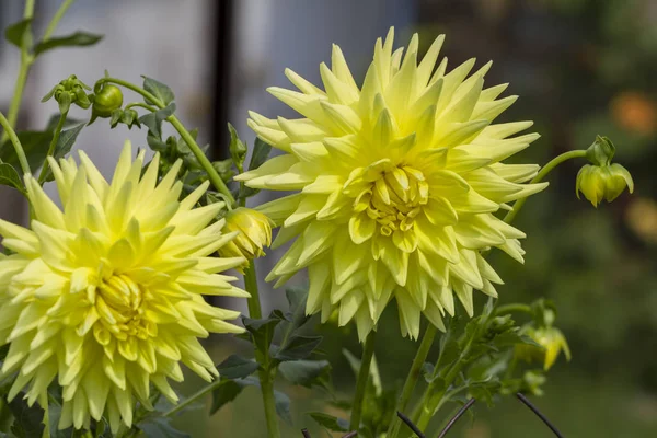 Mooie Gele Bloeiende Dahlia Bloemen Groeien Tuin Achtergrond Wazig — Stockfoto