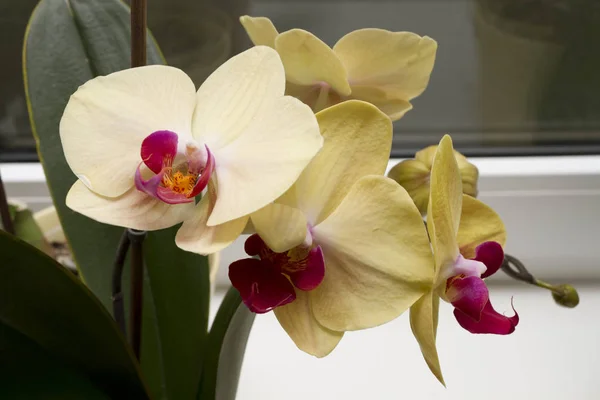 Close Van Blooming Gele Orchidee Groeien Thuis — Stockfoto