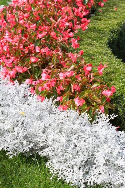 Bonito Canteiro Flores Colorido Parque Verão — Fotografia de Stock