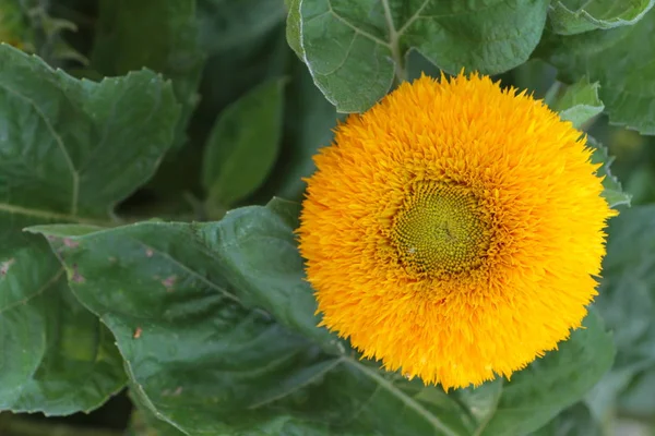 Close Bright Sunflower Growing Field — Stock Photo, Image