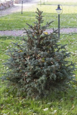 Parkta küçük çam ağacının yakın çekim