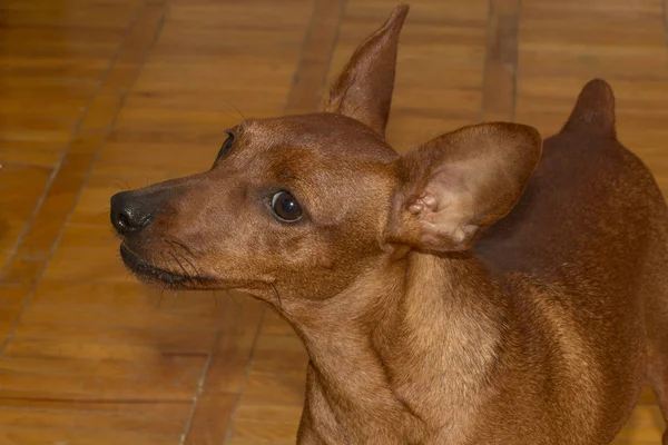 Primer Plano Lindo Perro Marrón Pequeño Mirando Hacia Fuera Casa — Foto de Stock