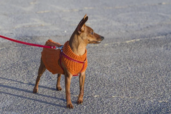 Mignon Petit Chien Brun Veste Laineuse Debout Sur Route Asphaltée — Photo