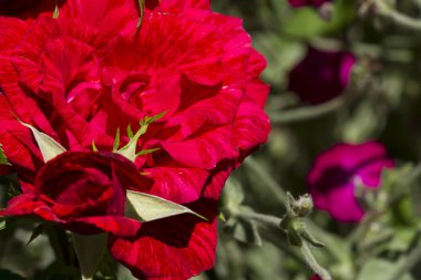 Pembe gül çiçekleri yakın çekim