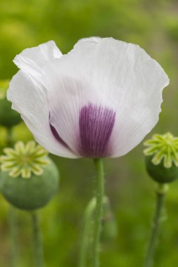 Beyaz gelincik saplı, yakın çekim