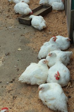 Beyaz tavukların ahırda yakın çekim