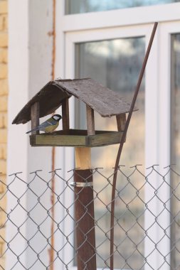 Yalak besleme oturan baştankara, yakın çekim