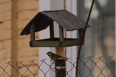 Yalak besleme yanında oturan baştankara, yakın çekim