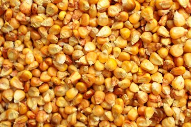 mısır tohumları arka planı kapat