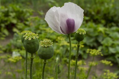 Beyaz gelincik saplı, yakın çekim
