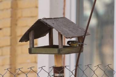 Yalak besleme oturan baştankara, yakın çekim