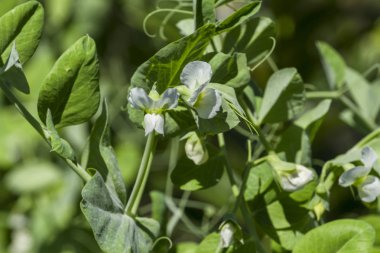 Yaprakları ile çiçeklenme bezelye yakın çekim