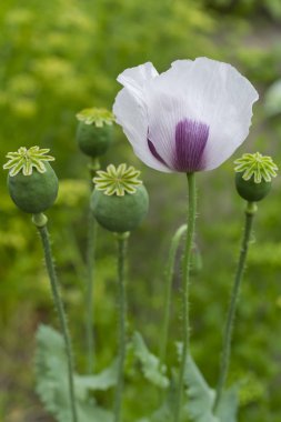 Beyaz gelincik saplı, yakın çekim