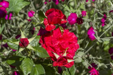 Pembe gül çiçekleri yakın çekim