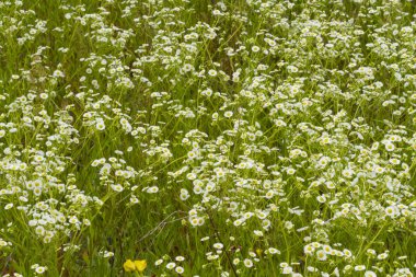 Vahşi chamomiles ile alanının doğal görünümü