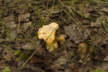 Kuru ot, küçük mantar yakın çekim
