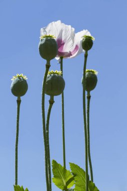 Beyaz haşhaş tomurcukları ve yakın çekim