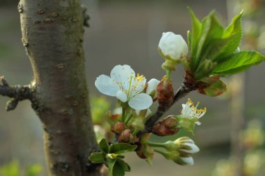 Beyaz elma çiçeği yakın çekim