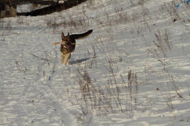 Kar üzerinde çalışan yerli köpek portresi