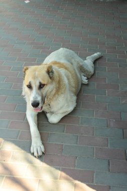 Kaldırım taşı üzerinde yalan köpek yakın çekim