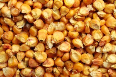 mısır tohumları arka planı kapat