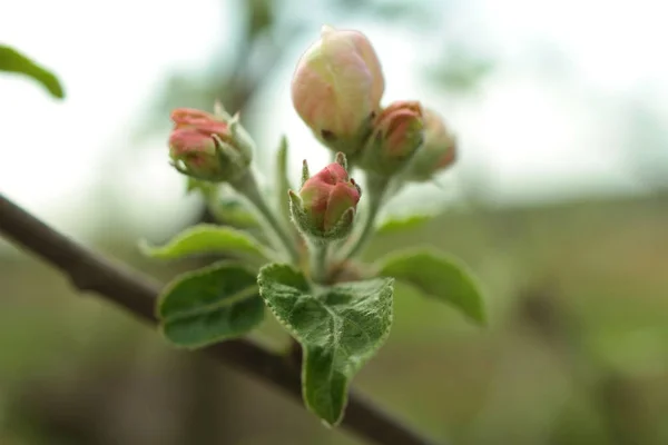 Bliska Jabłko Biały Kwiat — Zdjęcie stockowe