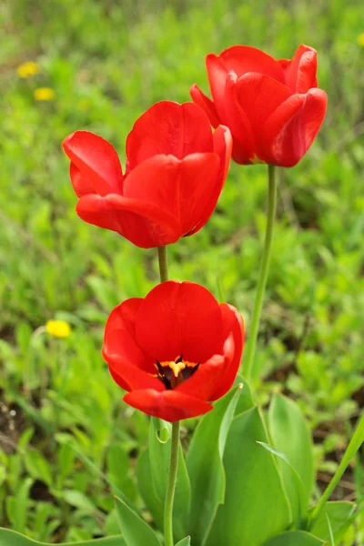 Close Van Tulpen Met Bladeren Tuin — Stockfoto