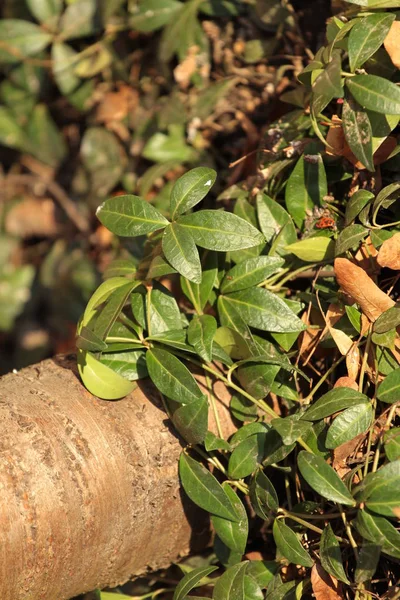 Primer Plano Plantas Que Crecen Aire Libre — Foto de Stock