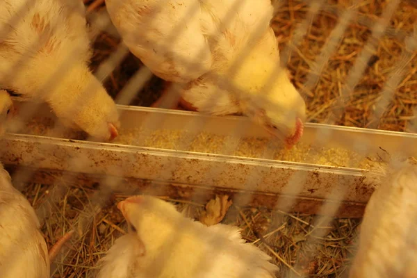 Close up of young chickens in barn