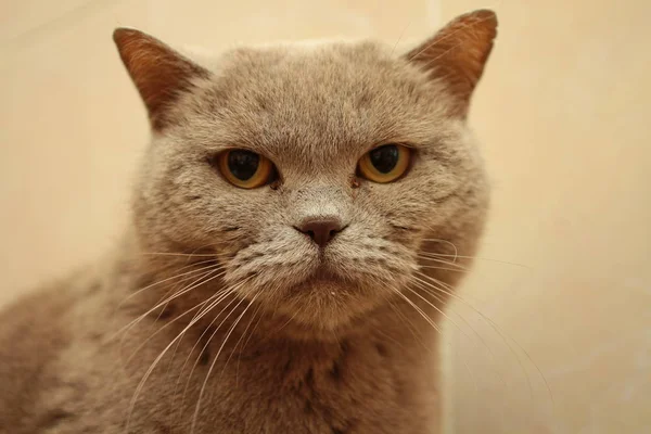 Close Retrato Gato Cabelo Curto Britânico — Fotografia de Stock