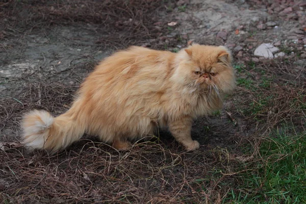 Porträtt Persisk Katt Står Gräs — Stockfoto