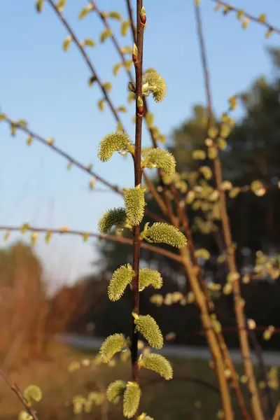 Nahaufnahme Von Knospen Ästen — Stockfoto