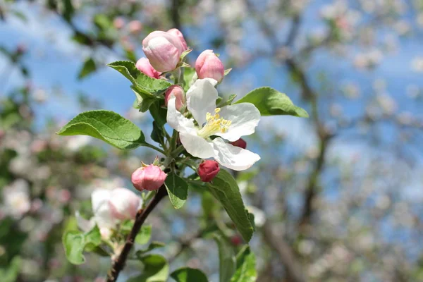 Close White Apple Blossom — Stock Photo, Image