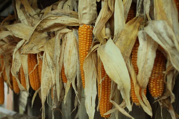 Close Dry Corn Leaves — Stock Photo, Image