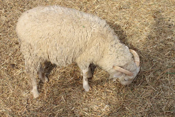 羊の牧草地の給餌のクローズ アップ — ストック写真