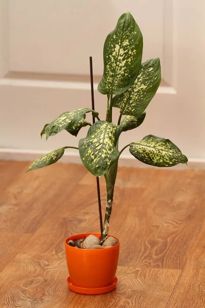 Close Van Kamerplant Pot — Stockfoto