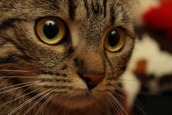 Close Retrato Gato Tabby — Fotografia de Stock