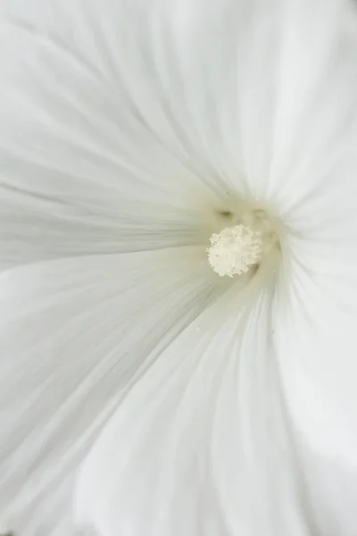 Κοντινό Πλάνο Λουλούδι Λευκό Δακτυλίς — Φωτογραφία Αρχείου