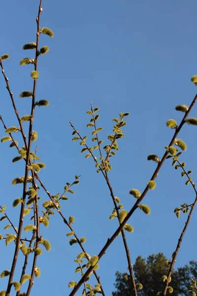 木の枝の芽のクローズ アップ — ストック写真