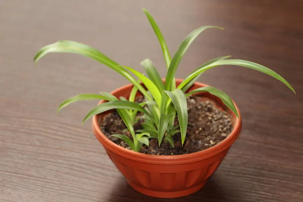 Primer Plano Planta Casa Maceta — Foto de Stock