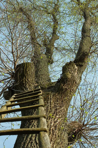 Dřevěný Žebřík Vedle Vysoký Strom — Stock fotografie