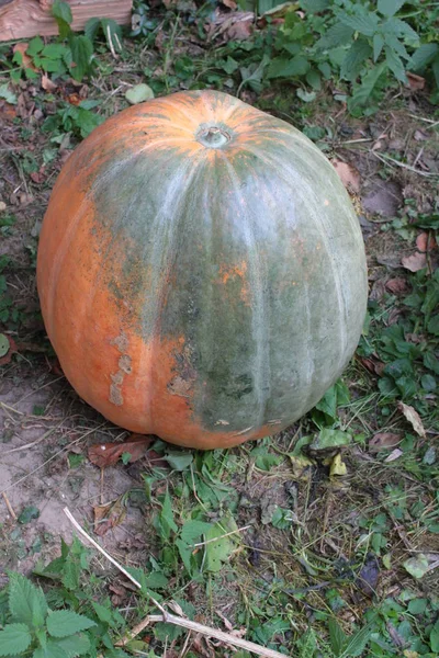 Gros Plan Citrouille Mûre Dans Jardin — Photo