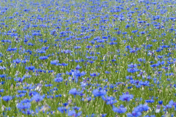 Łąki Niebieskimi Kwiatami Ciągu Dnia — Zdjęcie stockowe