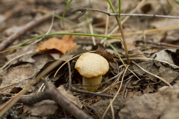 Close Small Mushroom Dry Grass — Stock Photo, Image