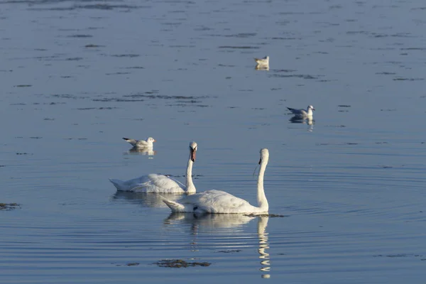 Vista Los Cisnes Nadando Libras — Foto de Stock