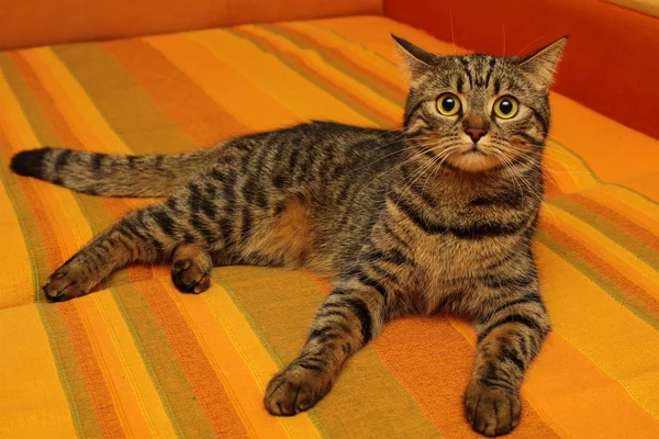 Портрет Таббі Кішки Лежить Дивані — стокове фото
