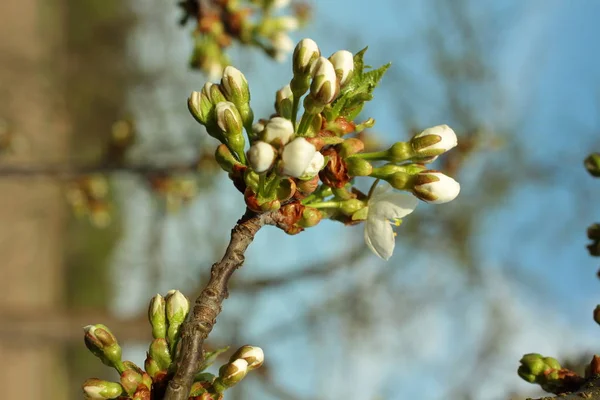 Primo Piano Del Fiore Melo Bianco — Foto Stock