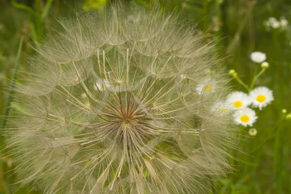 Primer Plano Las Semillas Diente León Blanco — Foto de Stock