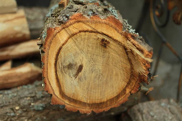 Primer Plano Textura Del Tronco Del Árbol —  Fotos de Stock