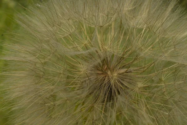 Close White Dandelion Seeds — Stock Photo, Image